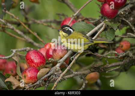 Rußig-capped Chlorospingus (Chlorospingus pileatus), auf Apple prchard, Talamanca Bergen, Costa Rica, Juli Stockfoto