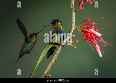 Feurig-throated Kolibri (Panterpe Insignis), ein Vogel thront und einen anderen fliegen im Hintergrund, Talamanca Berge, Costa Rica, Juli Stockfoto