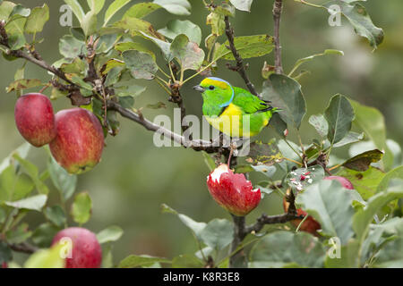 Golden-browed Chlorophonia (Chlorophonia Callophrys), männliche Fütterung auf Äpfel, Talamanca Berge, Costa Rica, Juli Stockfoto