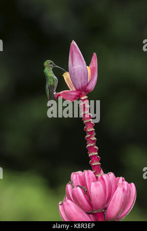 Grün - gekrönte Brillant (Heliodoxa jacula), weibliche Fütterung auf dekorativen Bananen Blume, Costa Rica, Juli Stockfoto