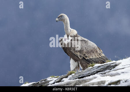 Eurasian Griffon (Tylose in Fulvus) in fallenden Schnee, Spanischen Pyrenäen, November Stockfoto