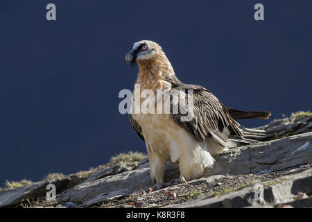 Lämmergeier (Gypaetus Barbatus), Erwachsener, Spanischen Pyrenäen, November Stockfoto