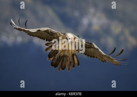 Lämmergeier (Gypaetus Barbatus), Erwachsenen über zu landen, Spanischen Pyrenäen, November Stockfoto