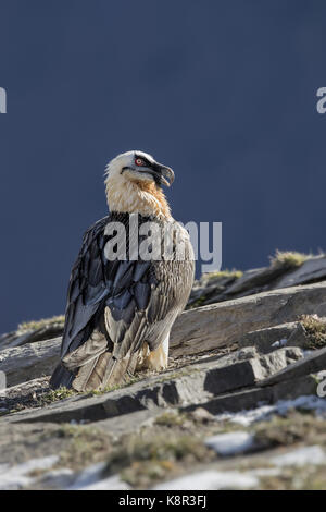 Lämmergeier (Gypaetus Barbatus), Erwachsener, Spanischen Pyrenäen, November Stockfoto