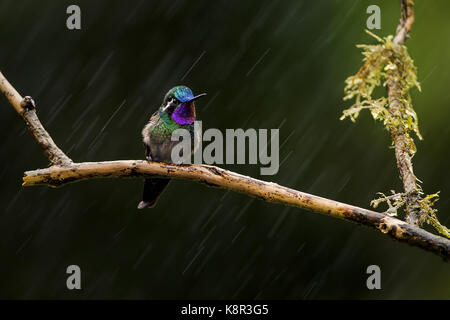 Lila-throated Berg-gem (Lampornis calolaemus), männlich im Regen, Costa Rica, Juli Stockfoto