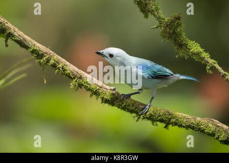 Blau-grau Tanager (Thraupis episcopus), auf Bemoosten Ast, Costa Rica, Juli Stockfoto