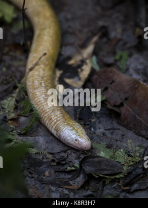 Riesige Amphisbaena, aka riesigen Wurm - Lizard (Amphisbaena alba), Regenwald, Amazonas, Brasilien, Juni Stockfoto
