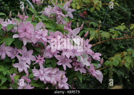 Clematis 'Hagley Hybrid' Stockfoto