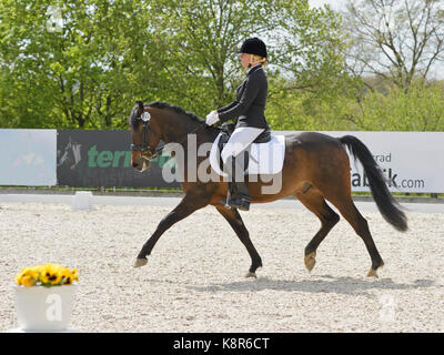Dressur competiton, Deutschen Pony, Trab Stockfoto
