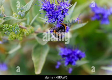 Zierpflanzen Blaubart Caryopteris x clandonensis 'Heavenly Blue' mit Bumblebee Stockfoto