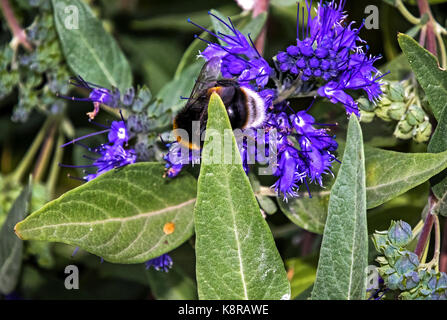 Zierpflanzen Blaubart Caryopteris x clandonensis 'Heavenly Blue' mit Bumblebee Stockfoto