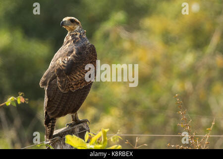 Brasilianischen Pantanal - Hawk Stockfoto