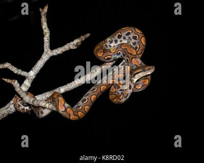 Brasilianische Rainbow Boa (Epicrates c. cenchria), juvenile, Amazonas, Brasilien, Juni Stockfoto