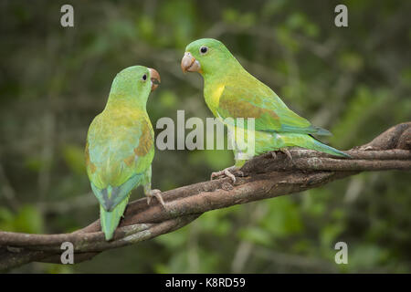 Orange, dass Parakeet (Sperlingsvögel jugularis), Paar, Gamboa, Panama, November Stockfoto