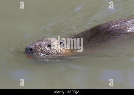 Nutrias Nutria (Myocastor) schwimmen im Wasser, Camargue, Bouches-du-Rh'ne, Provence, Frankreich, Juni Stockfoto