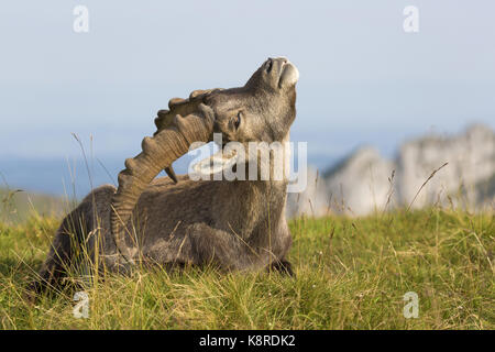 Alpensteinbock (Capra ibex), erwachsenen männlichen zurück Kratzen mit Horn, Niederhorn, Berner Oberland, Schweiz, August Stockfoto
