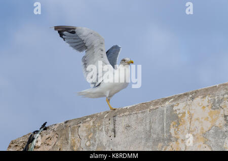 Nahaufnahme von Seagull Landung auf der Steinmauer in historischen Stadt Eassouira, Marokko, Nordafrika. Stockfoto