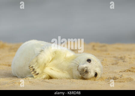 Kegelrobbe (Halichoerus grypus) Jungtieren pup, ruht auf Sandy Beach, North Norfolk, England. November. Stockfoto