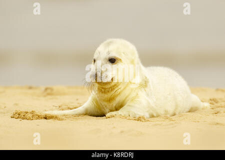 Kegelrobbe (Halichoerus grypus) Jungtieren pup, ruht auf Sandy Beach, North Norfolk, England. November. Stockfoto