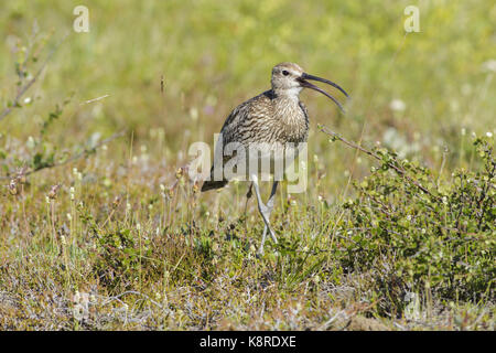 Regenbrachvogel (Numenius Phaeopus) Erwachsenen, Aufruf, Wandern in Buschland, Myvatn, Island, Juli Stockfoto