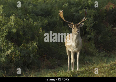 Damhirsch (Dama Dama) Bock, Stand von Bracken, Bradgate Park, Leicestershire, England, Oktober Stockfoto