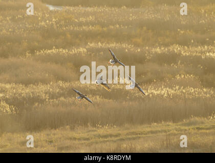 Graugans Gänse (Anser Anser) drei Erwachsene, im Flug, über Schilfbeetes, an Stelle des ehemaligen Tagebau Zeche St. Aidans RSPB Reserve, West Yorkshire, Engl Stockfoto