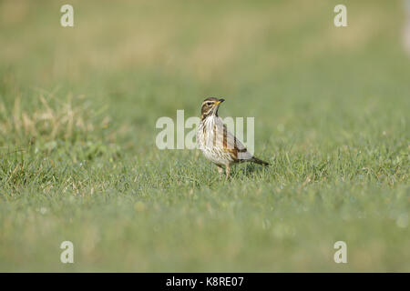 Rotdrossel (Turdus Iliacus) Erwachsenen, Nahrungssuche in Wiese, North Yorkshire, England, März Stockfoto