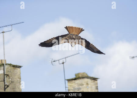 Rotmilan (Milvus Milvus) unreif, im Flug über Gärten, West Yorkshire, England, März Aufräumvorgang Stockfoto