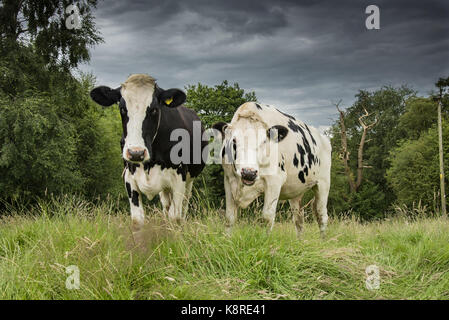 Zwei Holstein trockenstehenden Kühe in einer Wiese, Cheshire. Stockfoto