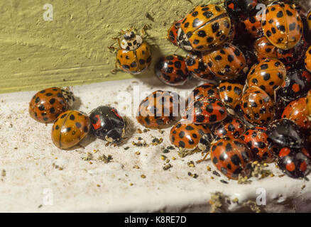 Harlekin-Marienkäfer versammelt in einem Haus, Chipping, Lancashire. Stockfoto