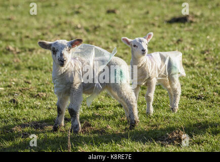 Zwei junge Lämmer tragen Kunststoff Mäntel zum Schutz gegen das Wetter Chipping, Lancashire. Stockfoto