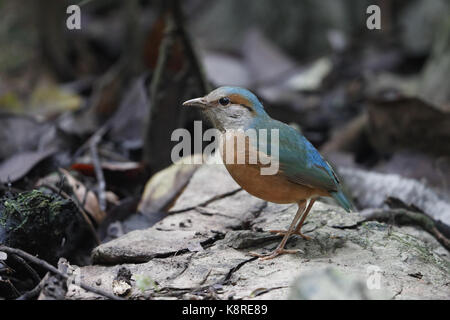 Blau-rumped Pitta, Hydrornis soror, erwachsenen Mann steht auf einem Felsen, in der Nähe von Hanoi, Vietnam, Januar Stockfoto