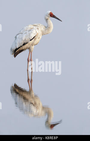 Sibirischen Kranich, Grus leucogeranus, Erwachsene in der Zucht Gefieder stehen im flachen Wasser, Mai Po Sümpfe Naturschutzgebiet, New Territories, Hong Kong, Jan Stockfoto