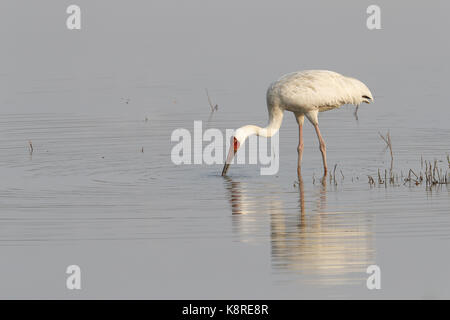 Sibirischen Kranich, Grus leucogeranus, Erwachsene in der Zucht Gefieder Fütterung im flachen Wasser, Mai Po Sümpfe Naturschutzgebiet, New Territories, Hong Kong, Janu Stockfoto