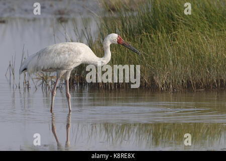 Sibirischen Kranich, Grus leucogeranus, Erwachsene in der Zucht Gefieder stehen im flachen Wasser, Mai Po Sümpfe Naturschutzgebiet, New Territories, Hong Kong, Jan Stockfoto