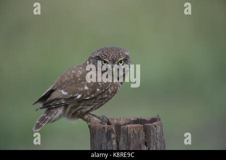 Steinkauz (Athene noctua), Hortoba'gy Nationalpark, Ungarn - Sommer Stockfoto