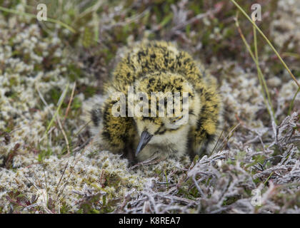 Golden Plover (Pluvialis apricaria) Küken in der Vegetation Hermaness Shetland Juli Stockfoto