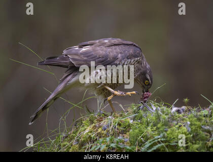 Frau Sperber (Accipiter nisus) Stillen im Zupfen post, Dumfries, Scxotland, Juni Stockfoto