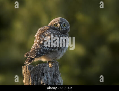 Junge Eule wenig (Athene noctua) sitzen auf Baumstumpf im Abendlicht, Hortob'gy Nationalpark, Ungarn, Juni Stockfoto