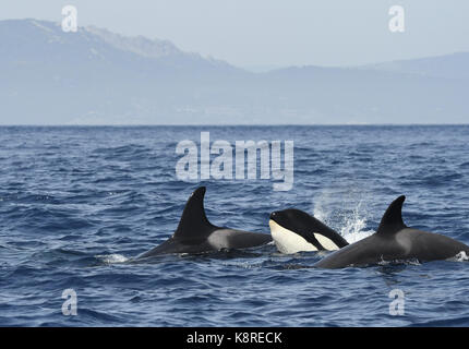 Killer Wahle (Orcinus Orca) Gruppe von drei schwimmen zusammen in der Meerenge von Gibraltar, August Stockfoto