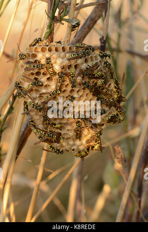 Europäische Papier (Polistes Dominula) Wespennest lange Gras bedeckt bei Erwachsenen Insekten, Tarifa, Spanien, August Stockfoto
