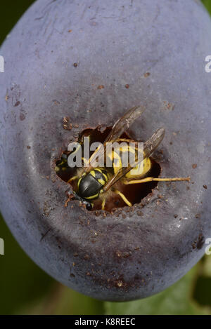 Gemeinsamen Wespe (Vespula Vulgaris) Fütterung in Pflaume Frucht, Monmouth, Wales, September Stockfoto