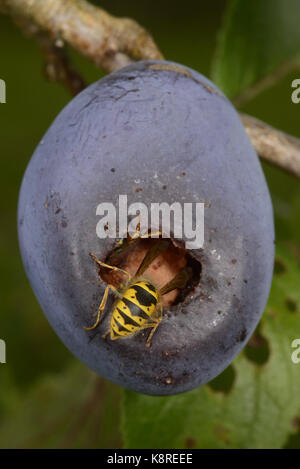 Gemeinsamen Wespe (Vespula Vulgaris) Fütterung in Pflaume Frucht, Monmouth, Wales, September Stockfoto