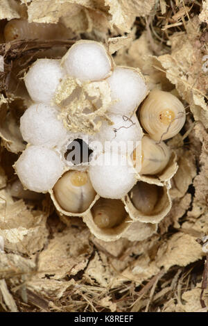 Europäische Hornisse (Vespa crabro) innerhalb eines gestörten Nestes mit Zellstruktur und Maden, Monmouth, Wales, Juni Stockfoto