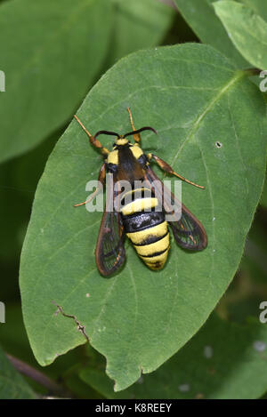 Hornet Clearwing Moth (Sesia Apiformis) weiblich in Ruhe am Blatt, Estland, Juli Stockfoto