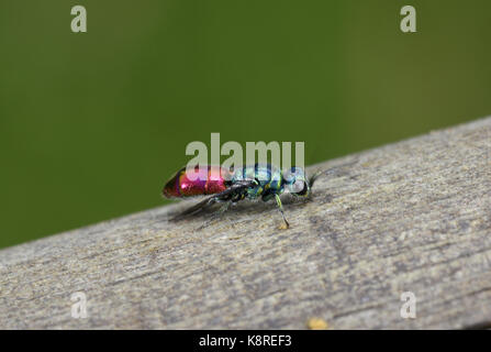 Rubin-tailed Wasp (Chrysis Ignita) Erwachsenen im Ruhezustand auf Holz, Monmouth, Wales, September Stockfoto