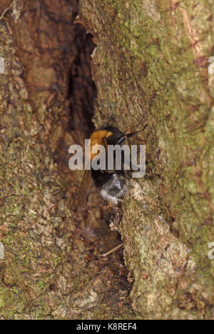 Baum, Hummel (Bombus hypnorum) am Eingang zum Nest das Loch im Baum, Monmouth, Wales, August Stockfoto