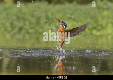 Eisvögel (Alcedo atthis) erwachsene Frau, die sich aus fehl Dive, Suffolk, England, kann Stockfoto