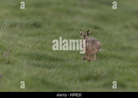 Europäische Hase (Lepus europeaus) Erwachsenen, laufen in einer Rasenfläche, Suffolk, England, März Stockfoto