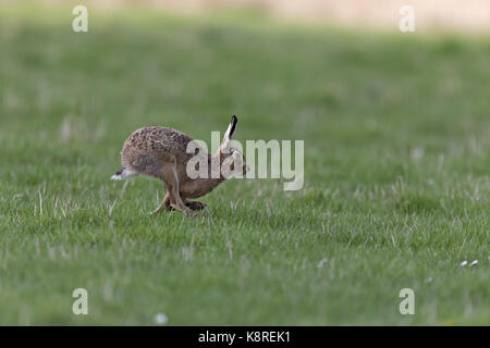 Europäische Hase (Lepus europeaus) Erwachsenen, laufen in einer Rasenfläche, Suffolk, England, März Stockfoto